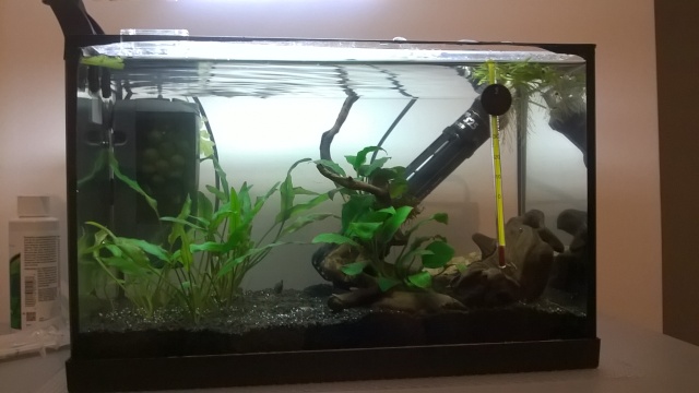 Mon Nano Betta - Gunki - Page 13 Wp_20110