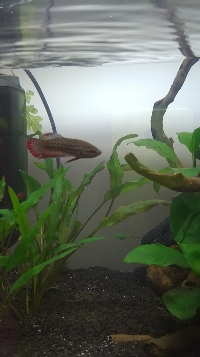 Mon Nano Betta - Gunki - Page 13 Wp_20111