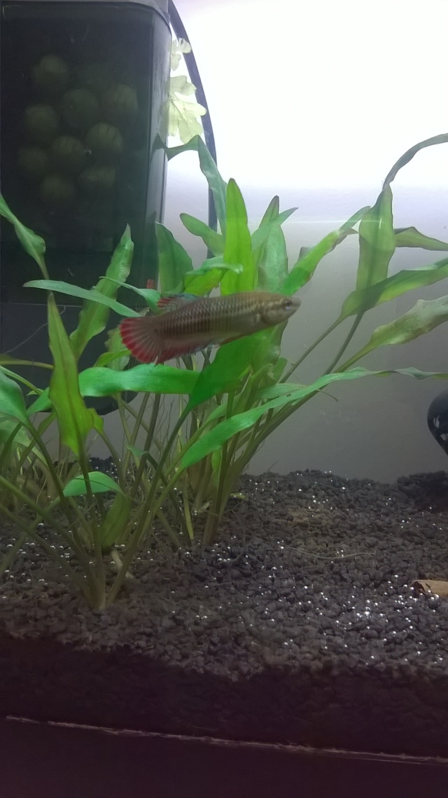 Mon Nano Betta - Gunki - Page 13 Wp_20112
