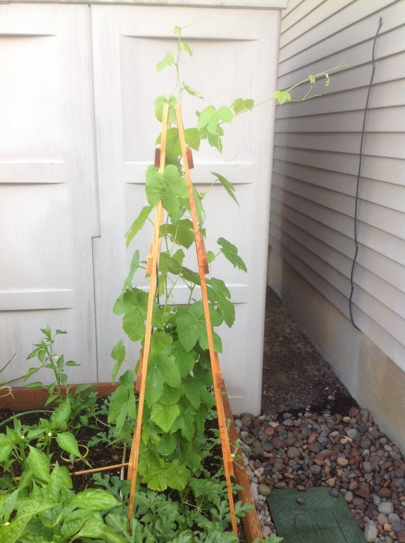 Transplant grapes and blackberries Img_0610