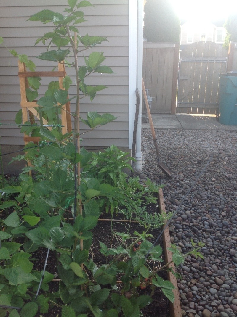 Transplant grapes and blackberries Img_0611