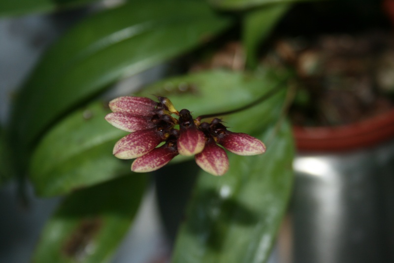 Bulbophyllum lepidum Img_4111