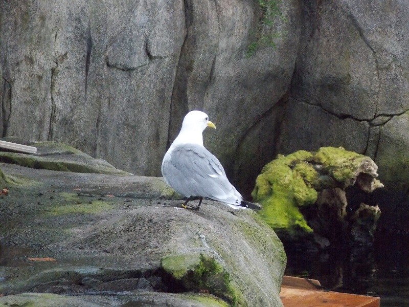 Biodôme de Montréal : les z'oiseaux  Dscn1510