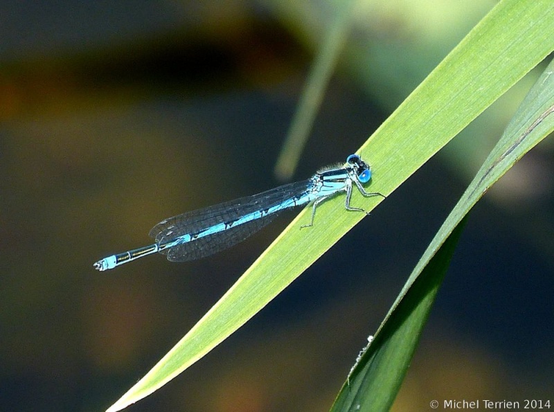 [Erythromma lindenii] Agrion à longs cercoïdes à Pont-l'abbé P1200311