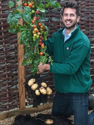 potato - Tomato grafted to potato @ the  UK part of the world  _7012610