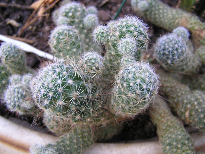 cactus Pa300015