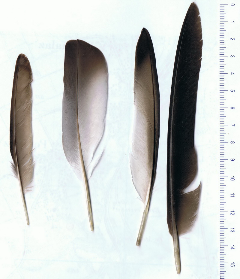 4 plumes a identifier SVP 00115