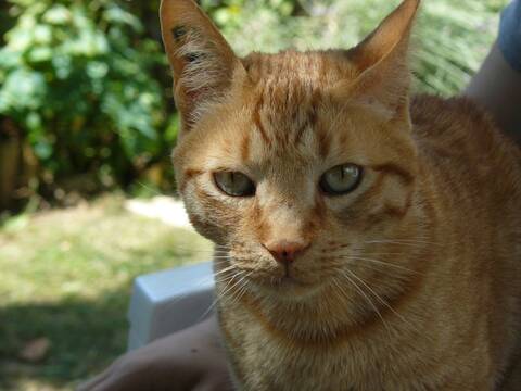 Le Chat Noir Symbolisme
