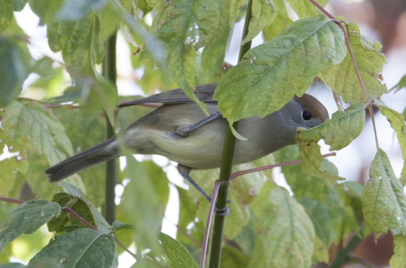 oiseau caché! Img_6212