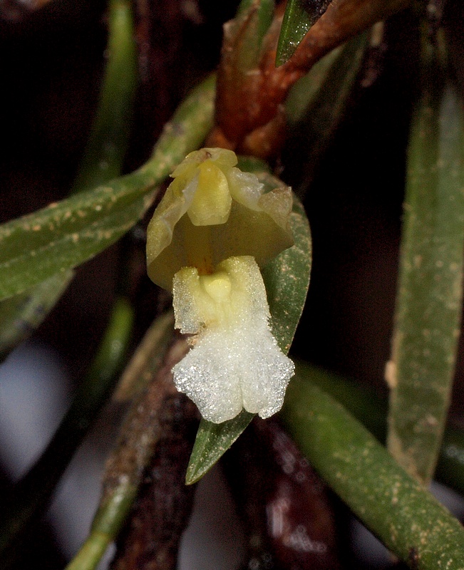 Maxillaria uncata (syn. Christensonella uncata) 03810