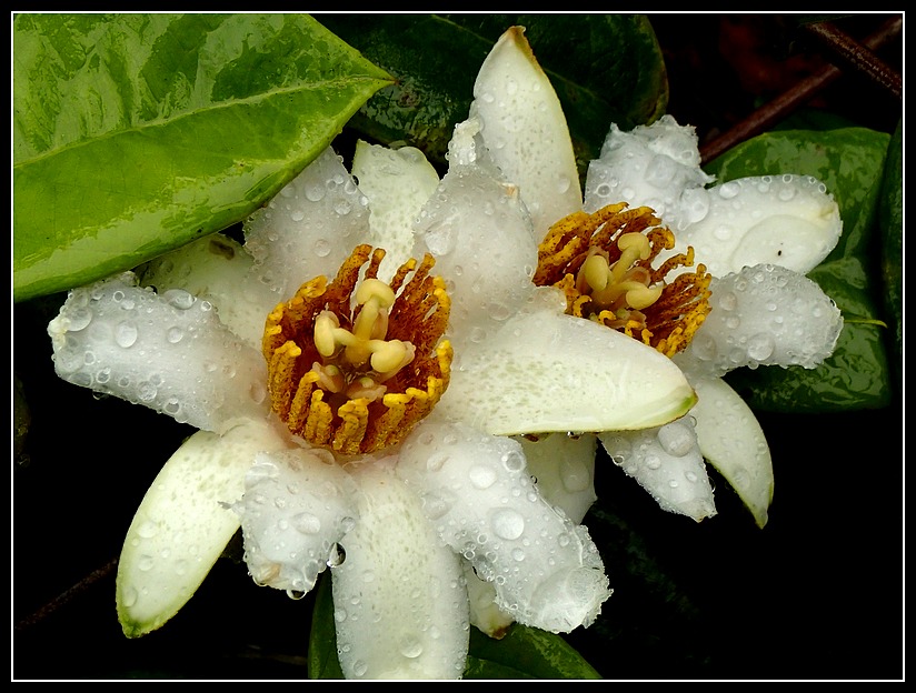 quelques passiflores recentes 10910