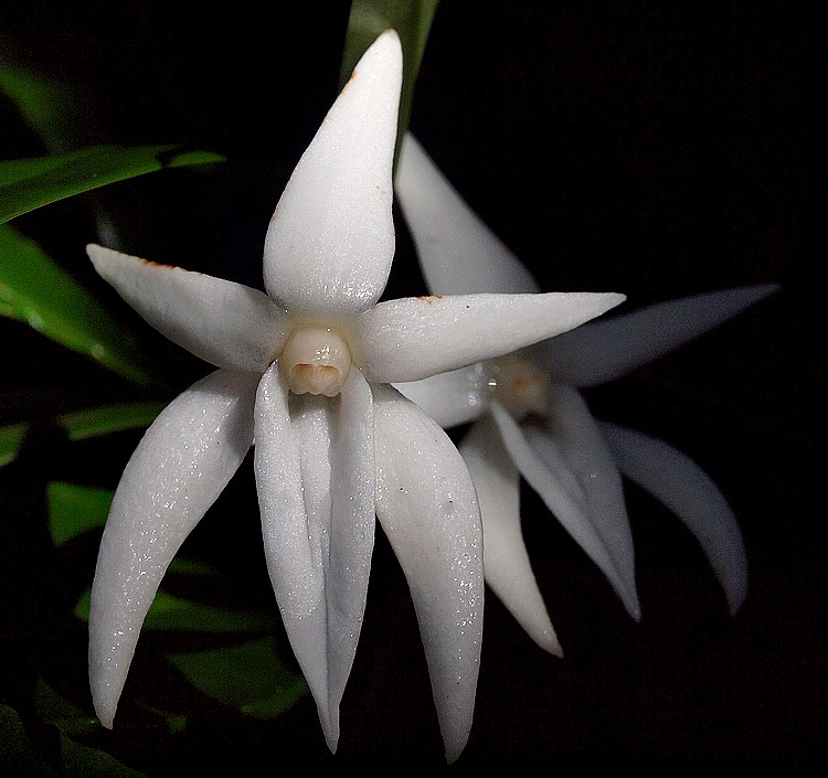 Angraecum conchoglossum P4055610