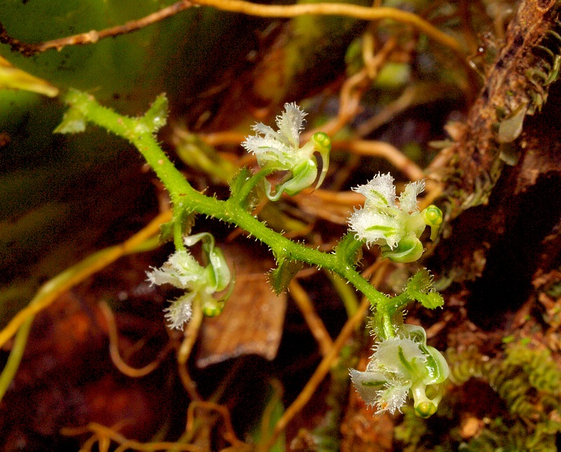 Ornithocephalus kruegeri P8024687