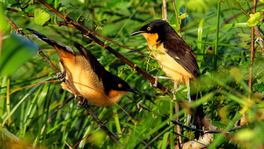 un dimanche ornithologique Pa265417