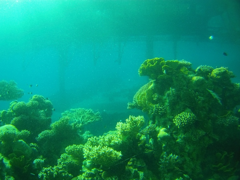 Plongée Mer Rouge, Eilat ISRAEL File0128