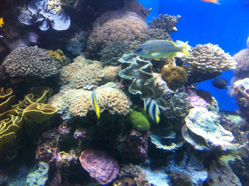 Aquarium d'Eilat, Israel, sur la Mer Rouge Img_0214
