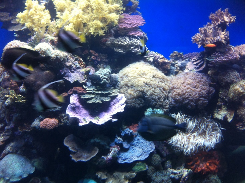 Aquarium d'Eilat, Israel, sur la Mer Rouge Img_0215
