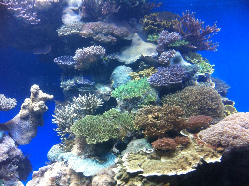 Aquarium d'Eilat, Israel, sur la Mer Rouge Img_0217