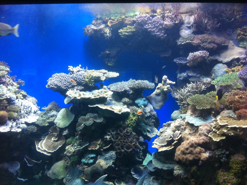 Aquarium d'Eilat, Israel, sur la Mer Rouge Img_0218