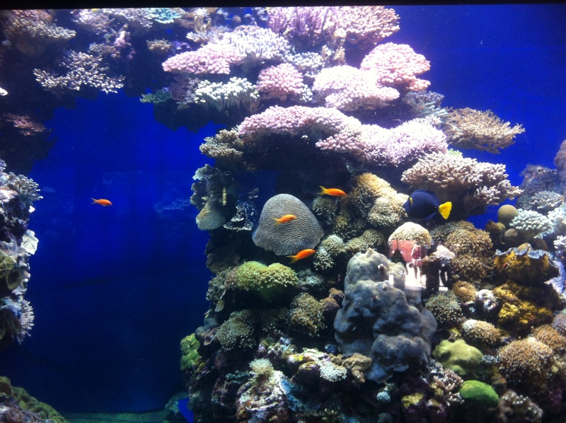 Aquarium d'Eilat, Israel, sur la Mer Rouge Img_0219