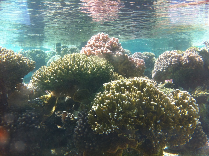 Aquarium d'Eilat, Israel, sur la Mer Rouge Img_0324