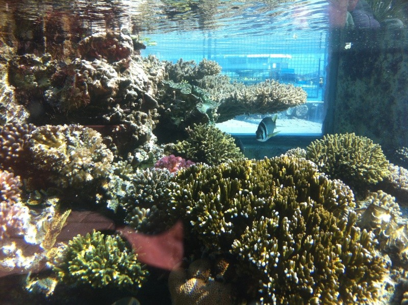 Aquarium d'Eilat, Israel, sur la Mer Rouge Img_0325