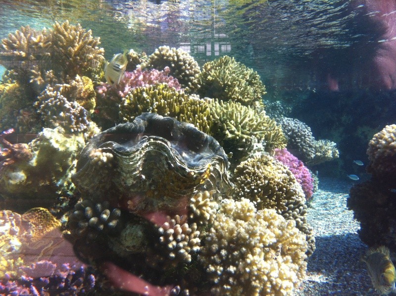 Aquarium d'Eilat, Israel, sur la Mer Rouge Img_0327