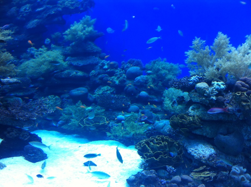 Aquarium d'Eilat, Israel, sur la Mer Rouge Img_0334