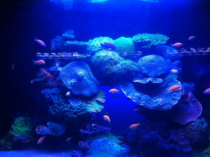 Aquarium d'Eilat, Israel, sur la Mer Rouge Img_0412