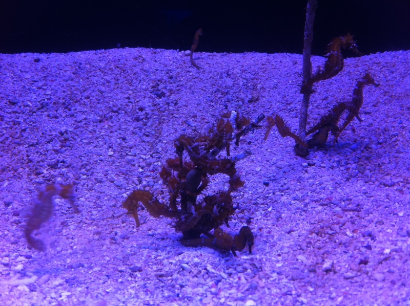 Aquarium d'Eilat, Israel, sur la Mer Rouge Img_0414