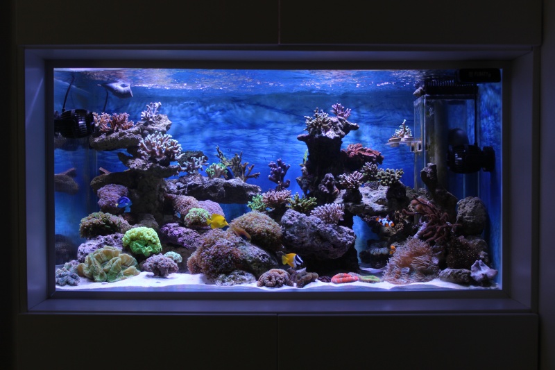 Le nouveau Reef d'Alexpilon, 600l custom - Page 4 Img_6314