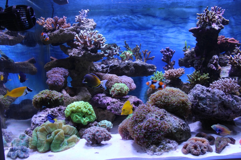 Le nouveau Reef d'Alexpilon, 600l custom - Page 4 Img_6315