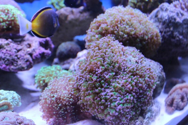 Le nouveau Reef d'Alexpilon, 600l custom - Page 4 Img_6317