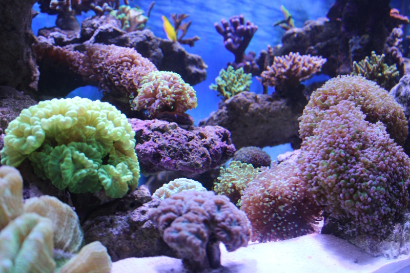 Le nouveau Reef d'Alexpilon, 600l custom - Page 4 Img_6321