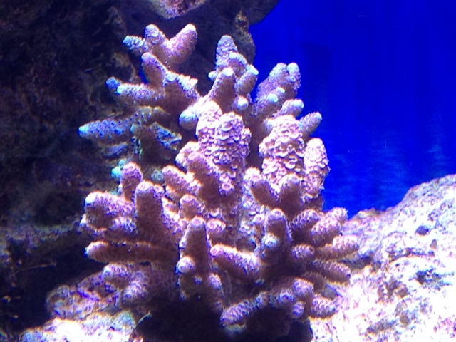 Le nouveau Reef d'Alexpilon, 600l custom - Page 3 Photo_18