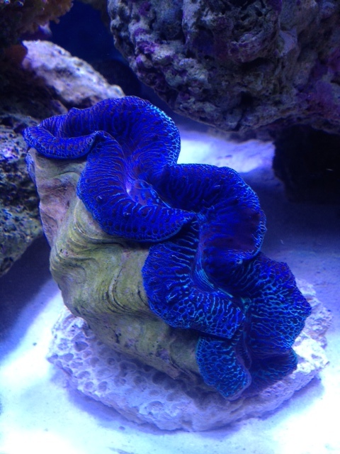 Le nouveau Reef d'Alexpilon, 600l custom - Page 6 Tridac10