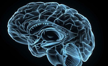 #TMCweb3 : #MasterBusinessF : N'utilise-t-on vraiment que 10% des capacités de notre #cerveau ? 616x3813