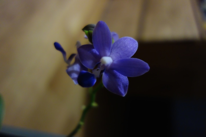 Phalaenopsis Purple Martin Dsc01214