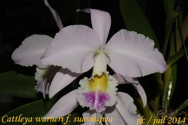 Cattleya warneri f. suavissima Cattle20