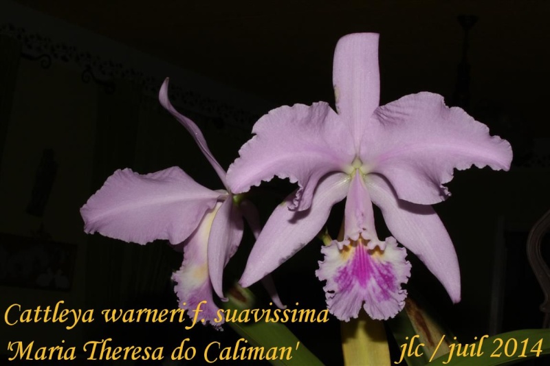 Cattleya warneri f. suavissima 'Maria Theresa do Caliman' Cattle22