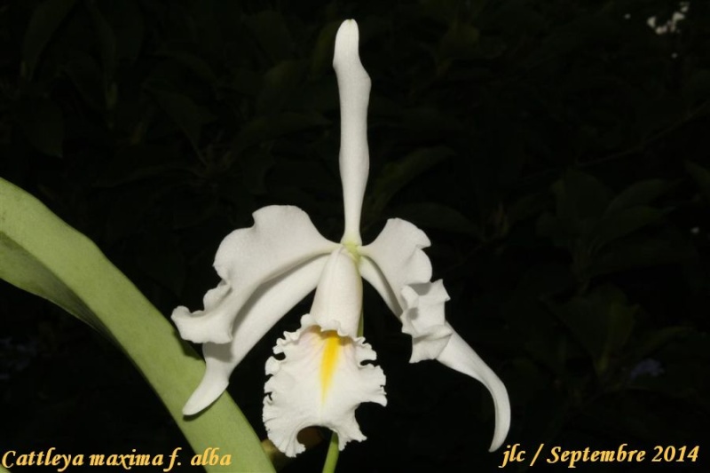 Cattleya maxima f. albescens Cattle44
