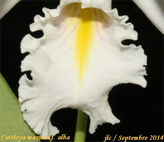 Cattleya maxima f. albescens Cattle45