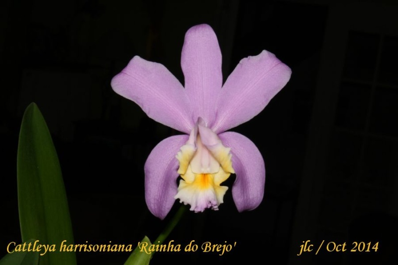 Cattleya harrisoniana 'Rainha do Brejo' Cattle50