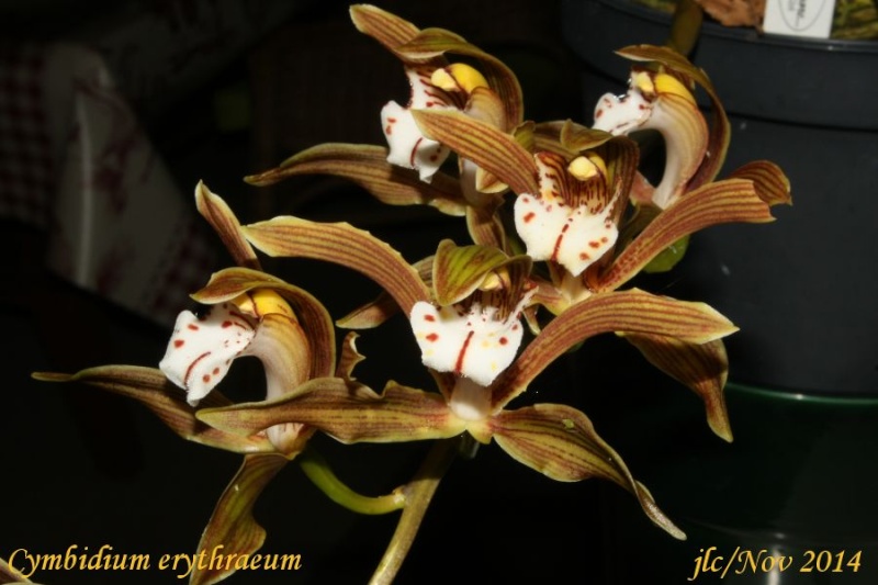 Cymbidium erythraeum Cymbid12