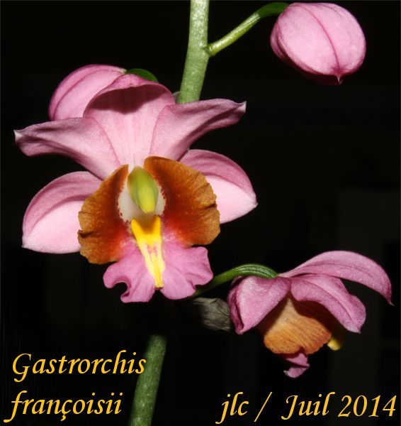 Gastrorchis françoisii Gastor14