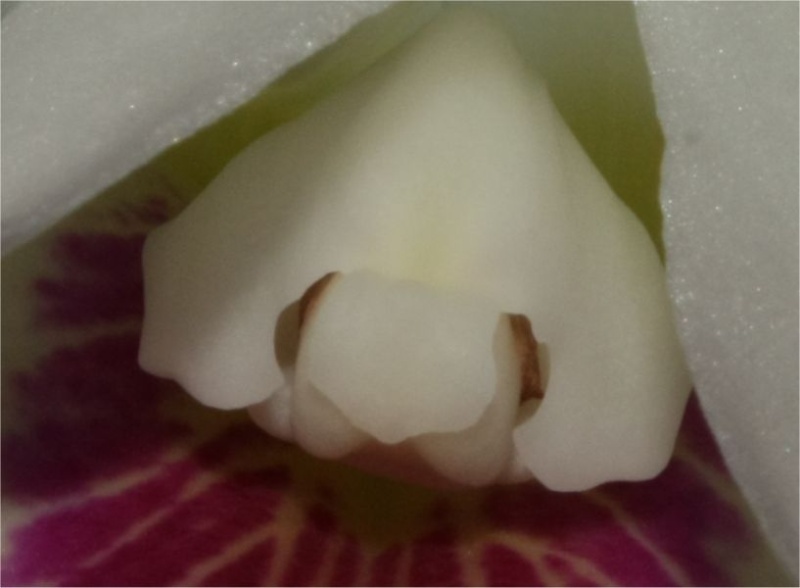 Cattleya lueddemanniana f. semi alba Image111