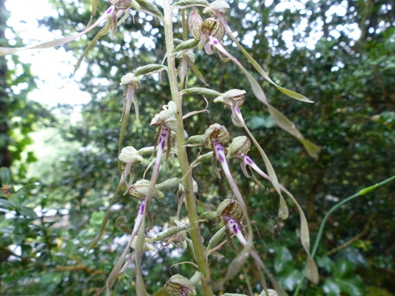 Himantoglossum hircinum Orchis10