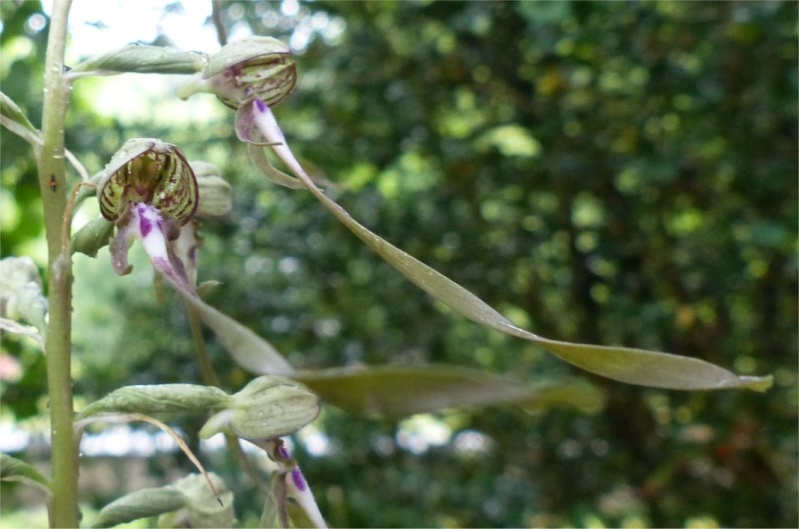 Himantoglossum hircinum Orchis11