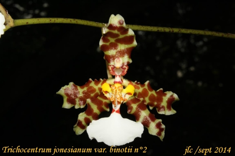 Trichocentrum jonesianum var. binotii Tricho12