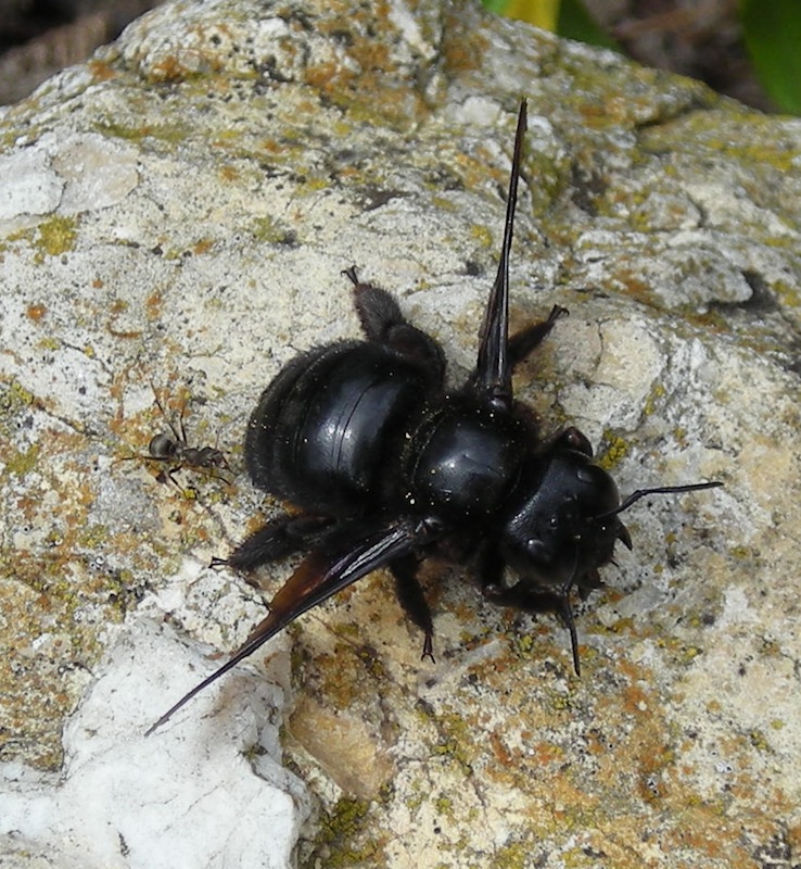 Les petites bestioles de nos jardins Dscn3319